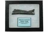 Bizarre Edestus Shark Tooth In Jaw Section - Carboniferous #231950-2